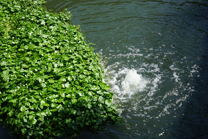 經(jīng)開區(qū)黑臭水體治理項(xiàng)目